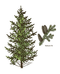 Balsam fir tree hand drawn vector