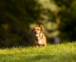 portrait d'un petit chien au soleil