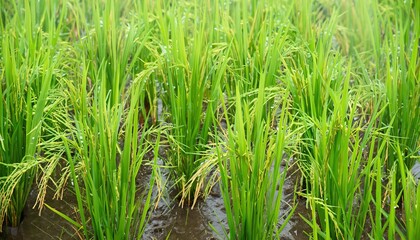 Seedling of jasmine rice under the rain