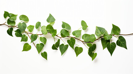 Leaf isolate on white background