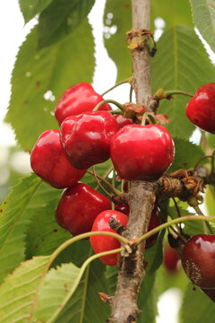 Cerises