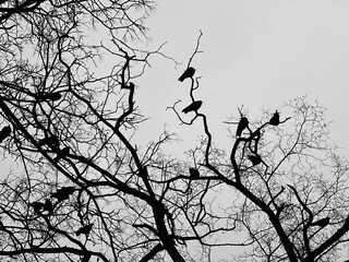 Flock of crow birds sits on bare branches of trees in the winter forest.