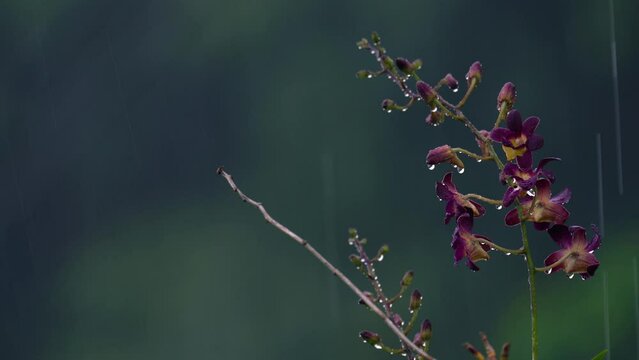 Queen Victoria dendrobium Flower under heavy rain in garden, Mahe Seychelles 30fps