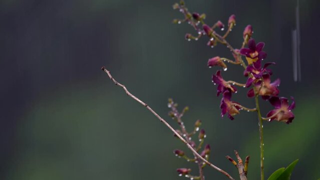 Queen Victoria dendrobium Flower under heavy rain in garden, Mahe Seychelles 30fps 2.