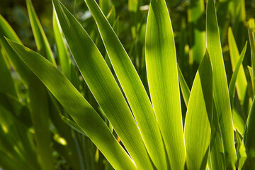 Bright green leaves of an iris flower in backlight in the garden on a summer day. Ecology concept, environmental protection. Content for the site, articles.