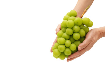 Hand Holding Fresh Green Grape Fruit. isolated on white background