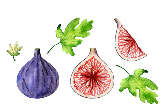 Set of watercolor figs. Izolated watercolor figs, fig leaves on white background. Fig tree,sycamine.