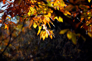Leaves that turn yellow in autumn