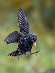 Star (Sturnus vulgaris)
