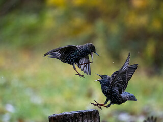 Obraz premium Star (Sturnus vulgaris)