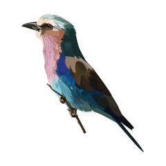 Lilac breasted Roller bird. Design element.
