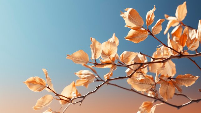 Cottonwood Tree Full Thorns, HD, Background Wallpaper, Desktop Wallpaper 
