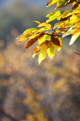 Leaves that are about to turn yellow in autumn