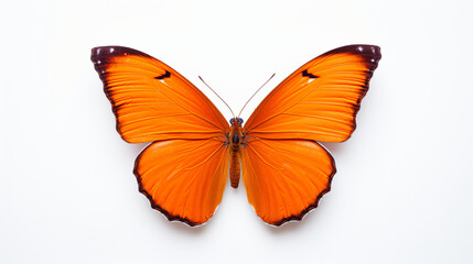 Fototapeta na wymiar Orange butterfly