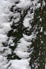 Snow and moss on bark of Norway maple tree in November