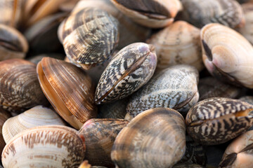 Fresh clams on the plate