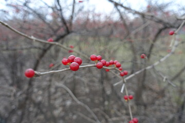 Several red berries of Lonicera maackii in December