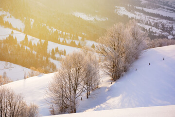 mountainous countryside landscape in winter. scenery with frozen trees on a snow covered hill in morning light