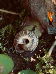 Snail in the garden 