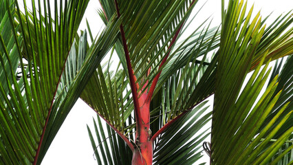 Red palm plants growing in the garden