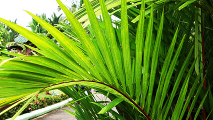 Closeup of green palm leaves