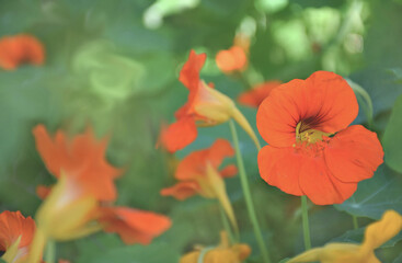 Nasturium growing in the garden. 