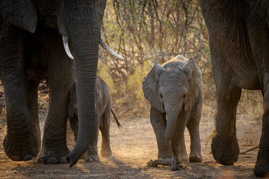 African bush elephant (Loxodonta africana) with calves. Mashatu Game Reserve. Northern Tuli Game Reserve.  Botswana.