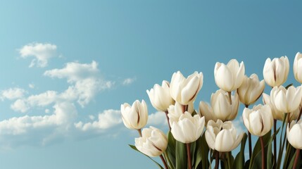 Close On Beautiful White Tulips Sun, HD, Background Wallpaper, Desktop Wallpaper 