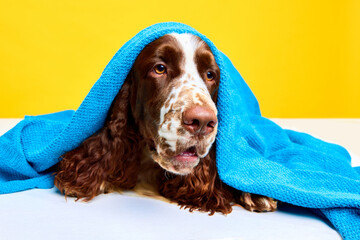 Adorable dog, purebred English springer spaniel lying in towel after bathing, relaxing over yellow...