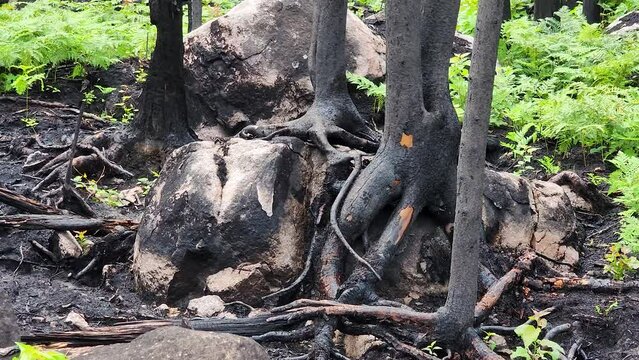 Panning to the left showing the forest undergrowth with the evidence of a wildfire as charred trees, roots, and rocks reveal such tragedy, Sudbury, Ontario, Canada.