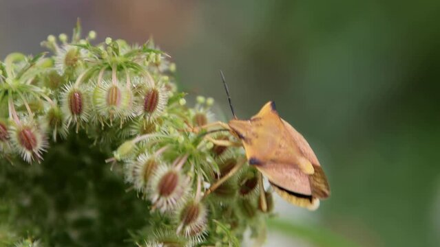Shield bug sitting on a flower, also called carpocoris fuscispinus in the family pentatomidae