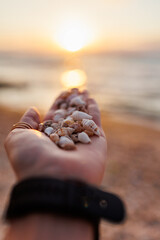 the girl shows shells on her palm. collection of shells. girl's hand with shells close-up.