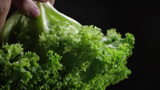  Human hands take a bunch of lettuce leaves and shake off water from them on a black background isolated. Drops scatter beautifully in different directions in slow motion 200 fps
