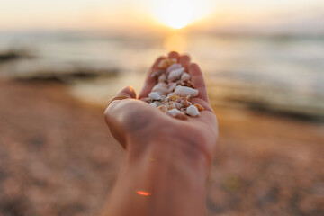 the girl shows shells on her palm. collection of shells. girl's hand with shells close-up.