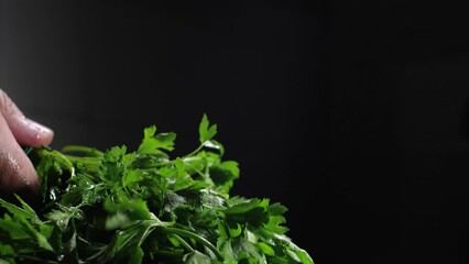  Human hands take a bunch of greens, parsley or basil and shake off water from them on a black background isolated. Drops scatter beautifully in different directions in slow motion 200 fps