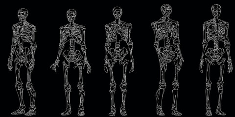 squelettes humains Illustration vectorielle dans différentes poses. Parfait pour les conceptions éducatives, médicales, d’Halloween ou anatomiques. Structure osseuse détaillée de haute qualité compren - obrazy, fototapety, plakaty