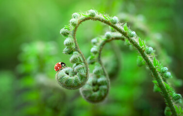 Beautiful macro nature background of ladybugs on curly fern plant leaf. Copy space. Spring floral greeting card template. Delicate delightful romantic artistic toned image