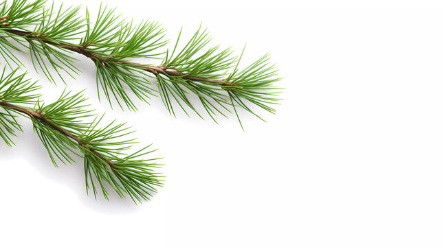 A pine branch with green needles on a white background with a place for text or a picture of a pine branch with green needles on a white background