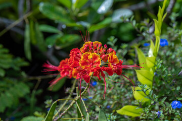 Close up of the beautiful frilly red and yellow flower of the Peacock Flower scientific name Caesalpinia pulcherrima in Kauai, Hawaii, United States.

