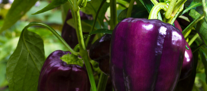 Deep purple bell pepper ready to harvest