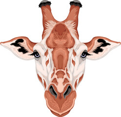 Giraffe head, vector isolated animal.
