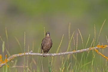 Young Common Starling (Sturnus vulgaris) on a branch.