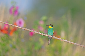 European Bee-eater (Merops apiaster) standing on a branch with an insect in its mouth. Blurred coloured flowers in the background.