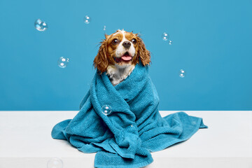 Adorable little dog with wet hair, purebred Cavalier King Charles Spaniel sitting in towel after...
