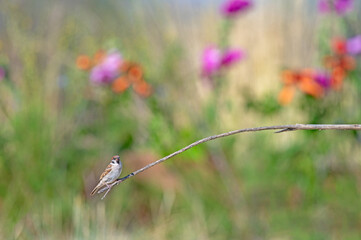Eurasian Tree Sparrow (Passer montanus) on a branch. Blurred coloured flowers in the background.