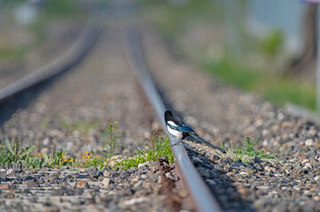 Eurasian Magpie (Pica pica) on railway tracks.