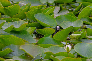 Eurasian Coot (Fulica atra) among water lily plants in the lake.