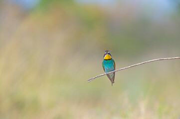 European Bee-eater (Merops apiaster) standing on a branch with an insect in its mouth.