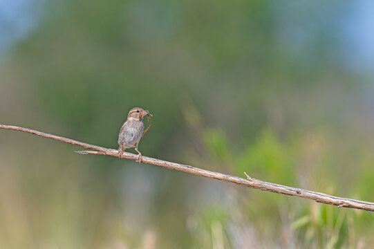 House Sparrow (Passer domesticus) carrying material to its nest.