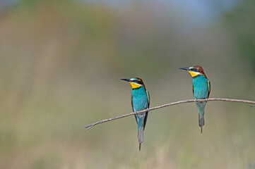 European Bee-eaters (Merops apiaster) standing on a branch. Natural, blurred background.